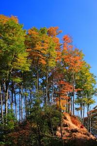 独行侠主场奏凯，东契奇闪耀星光，力克猛龙，豪取胜利！
