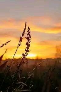 白百合绽放，剑指欧冠：热刺主场迎战沃特福德，逐鹿前四席位