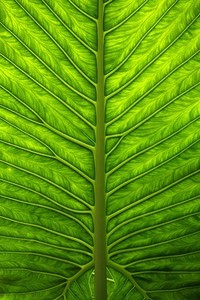 巅峰对决：当汗水与荣耀交织，燃爆全场的无限可能